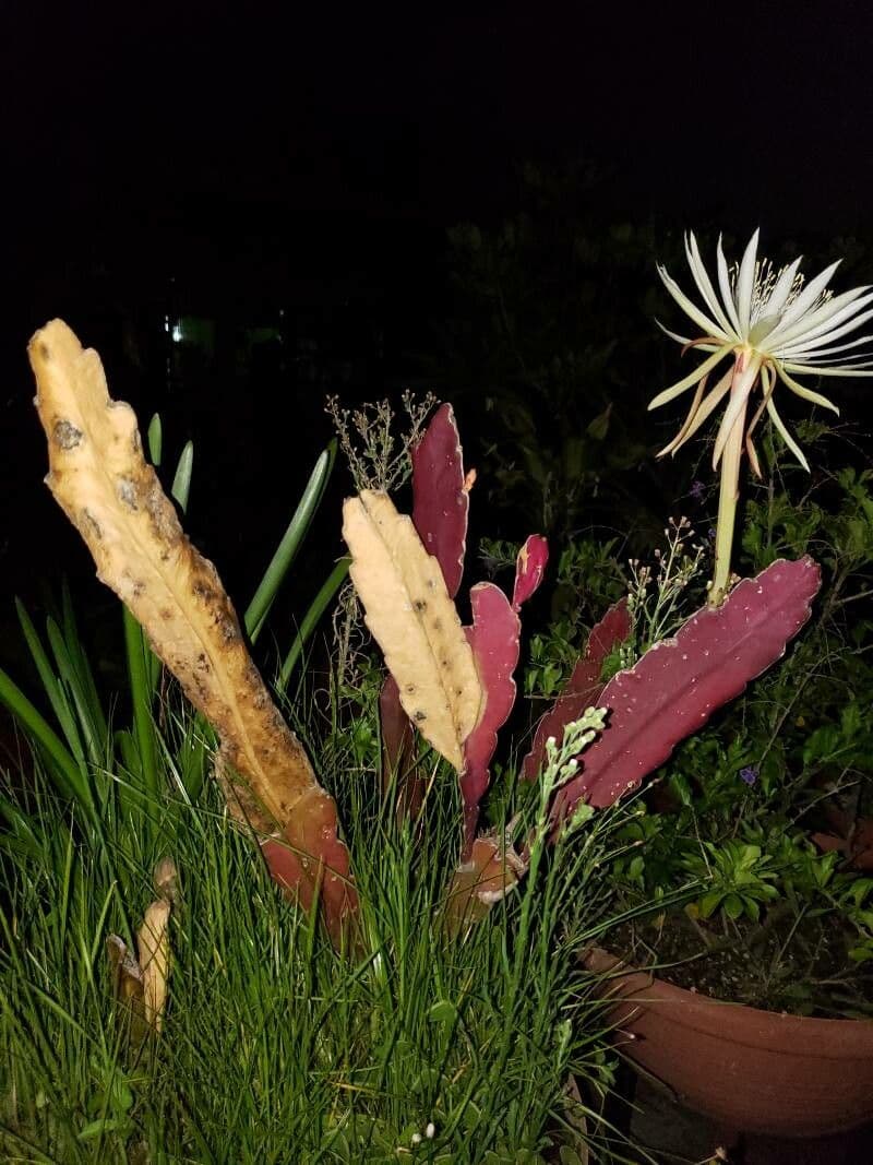 Cactus grimpant 19