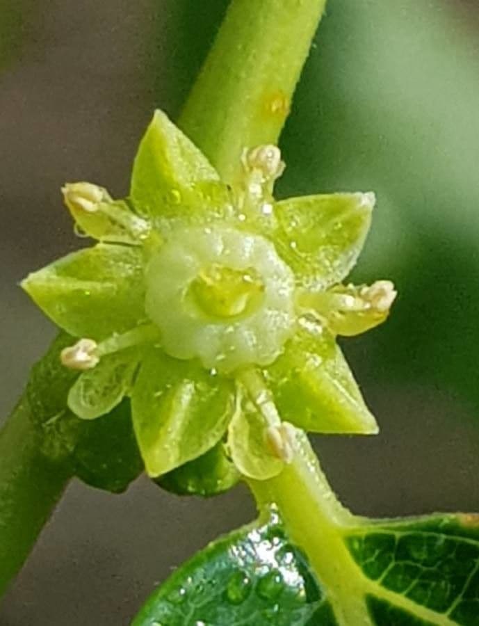 Jujubier 9