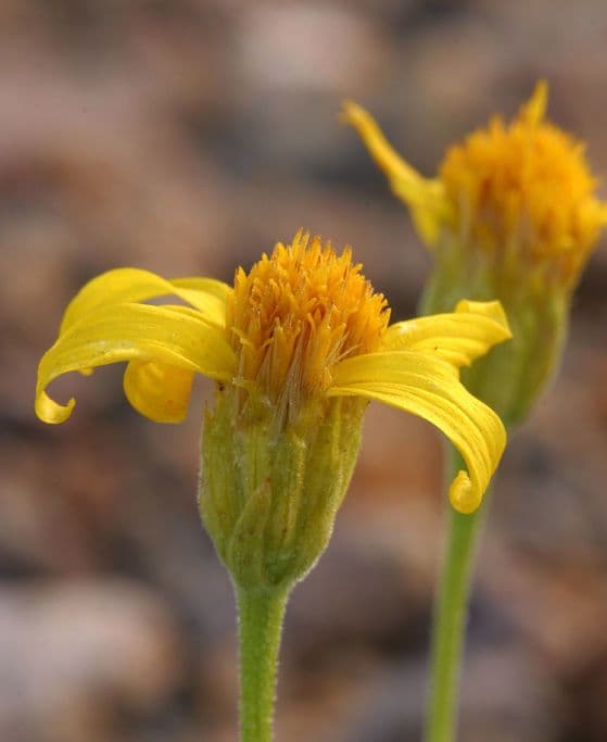 Stenotus acaulis 7