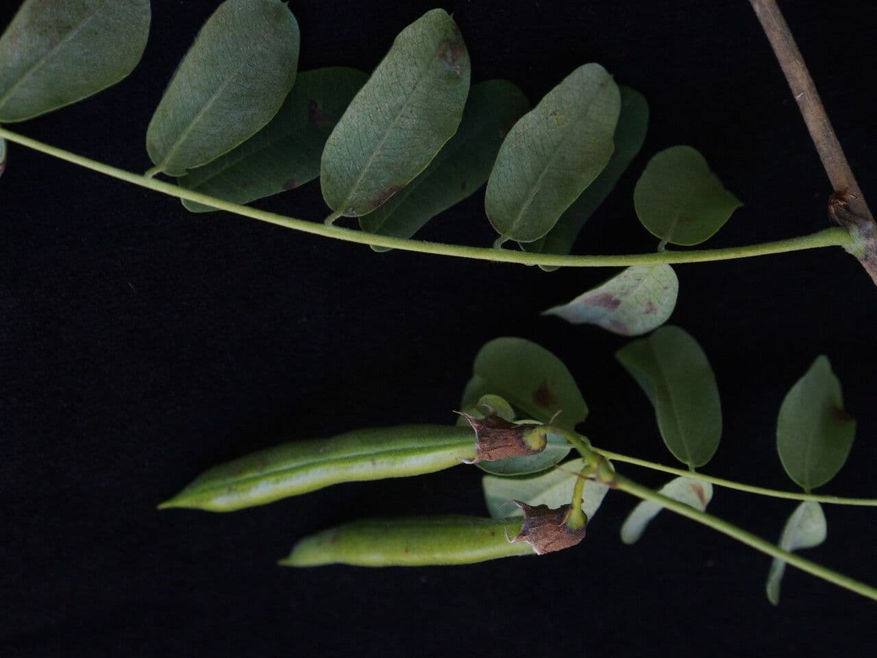 Karyagana