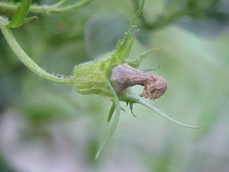 Genzianella pelosa