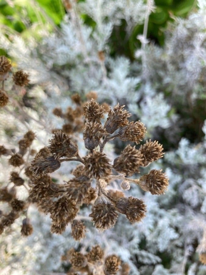Cineraria 3