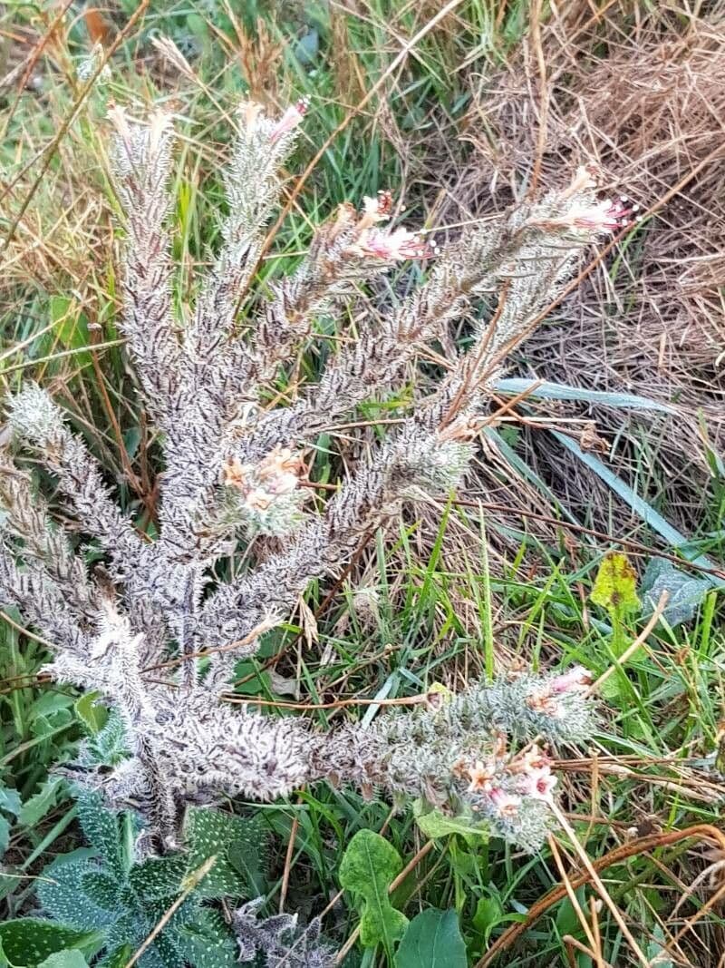 Echium asperrimum 28