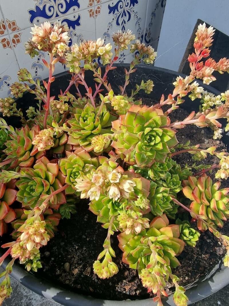 Aeonium di Haworth 5