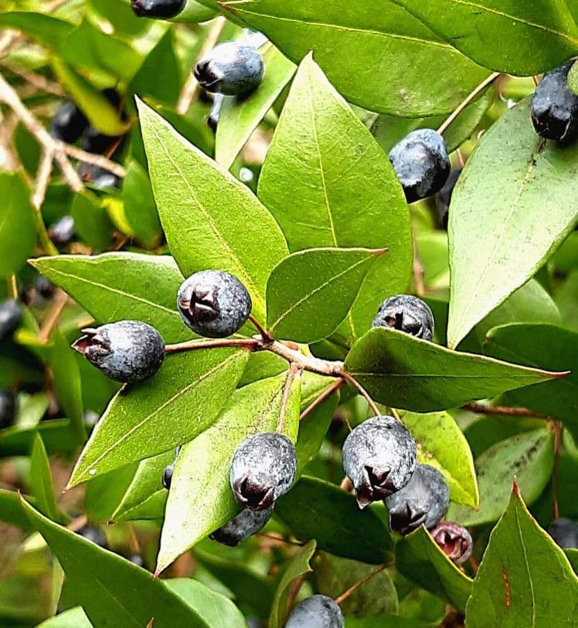 Mirto 4