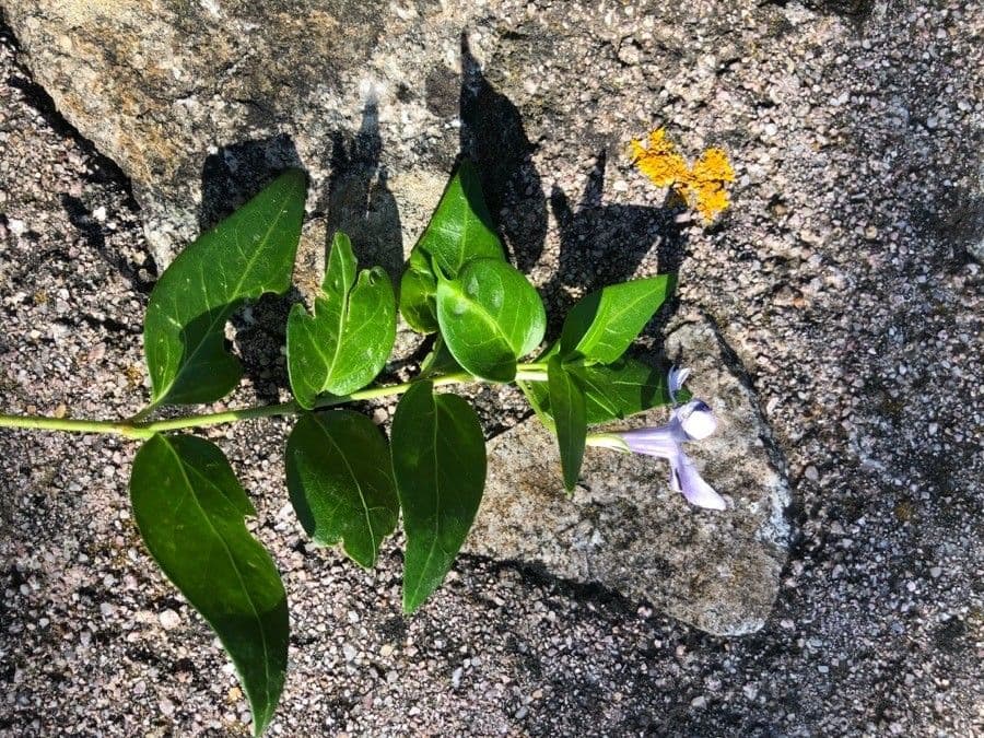 Pervinca difforme 9