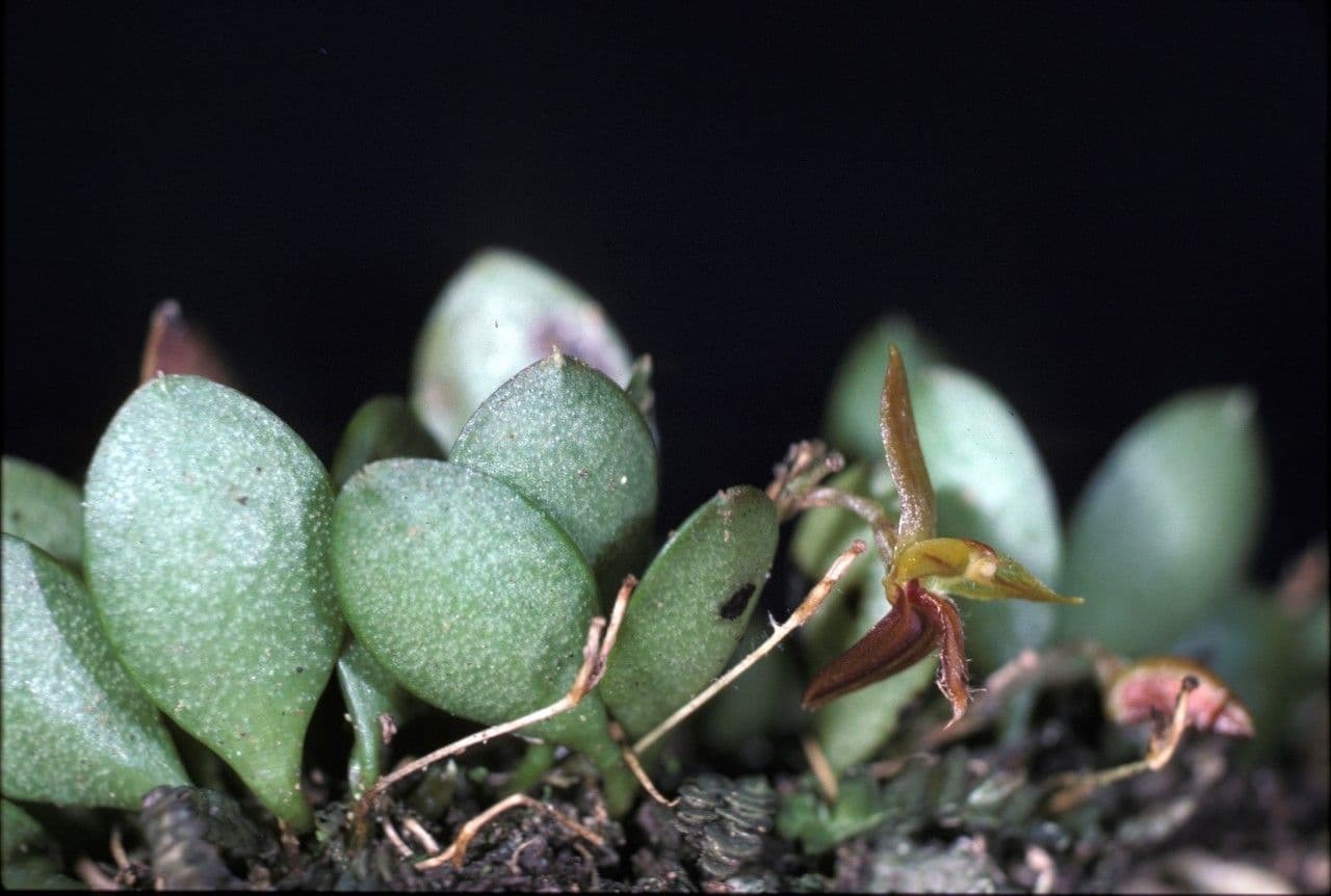 Anathallis 2