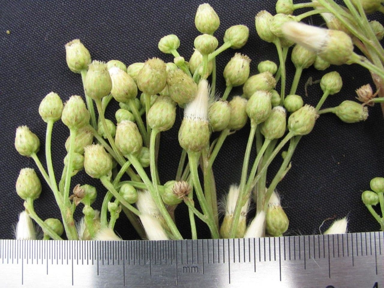Baccharis stopkatá 8
