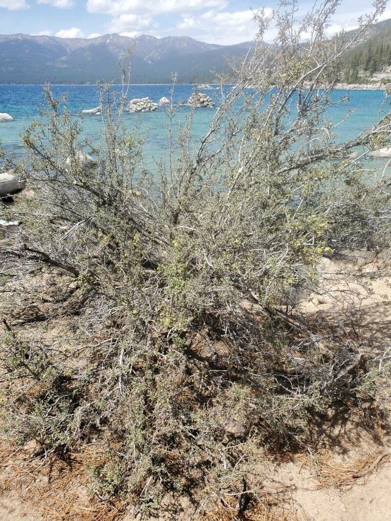 Purshia tridentata 16