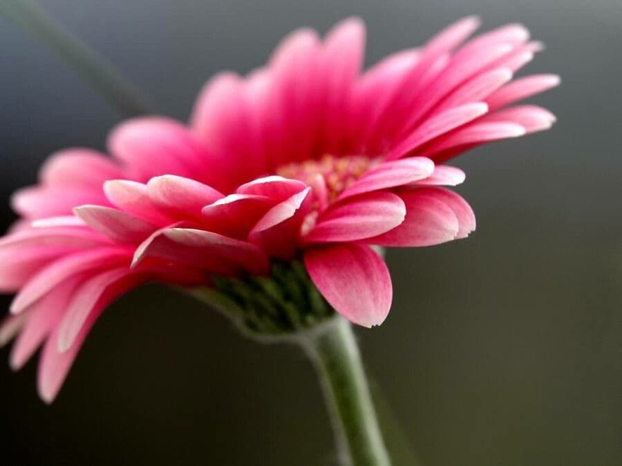 Gerbera Jamesonii 5