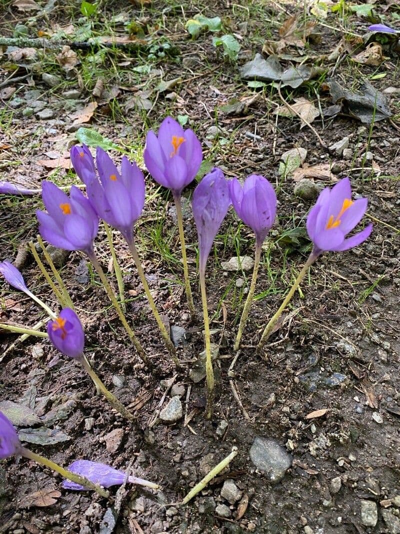 Krokus 22