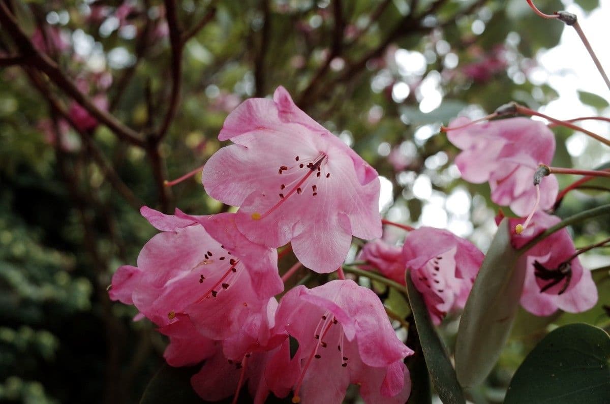 Rododendro 4