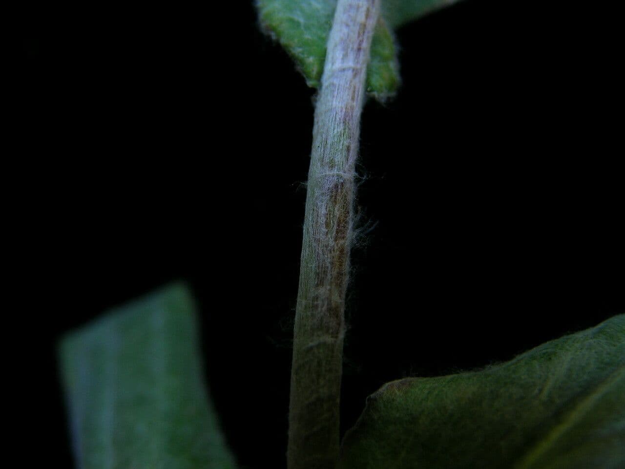 Anaphalis 19
