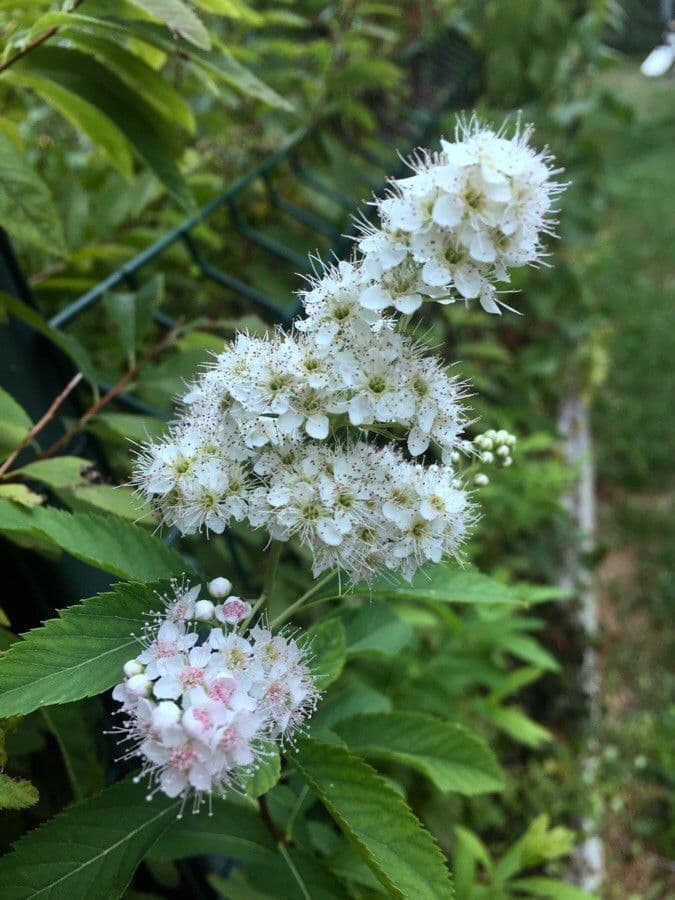Spirea bianca 10