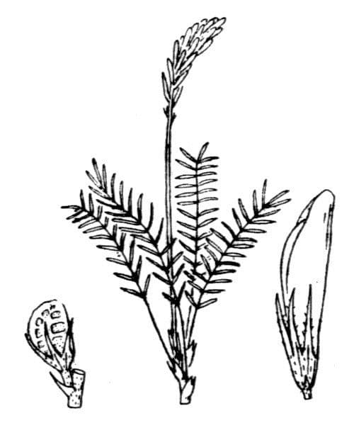 Serradella 26