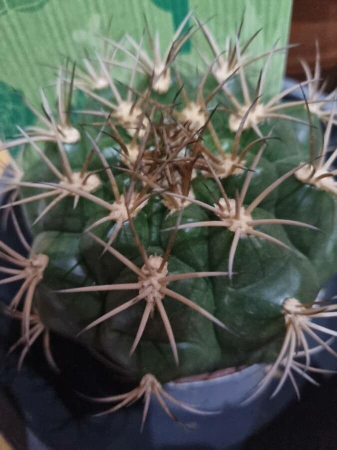 Cactus 17