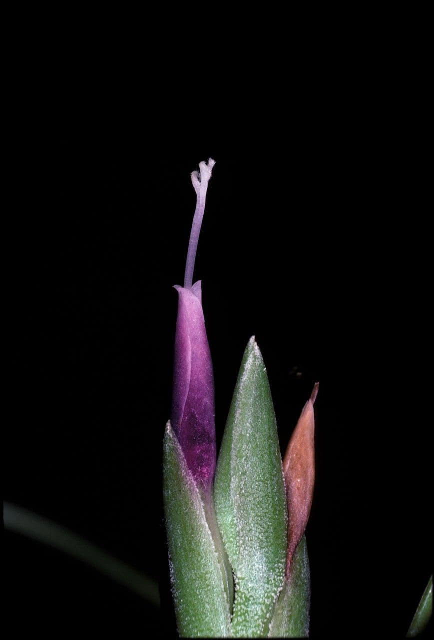 Tillandsia bulbosa 3