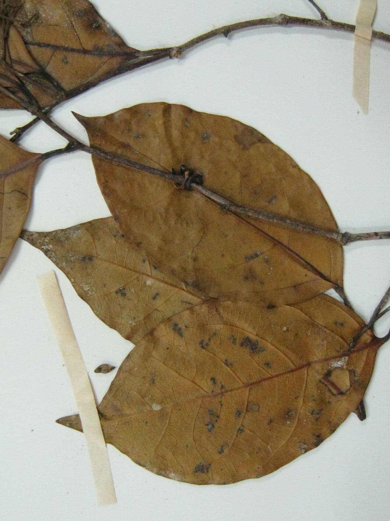 Rinorea paniculata 3