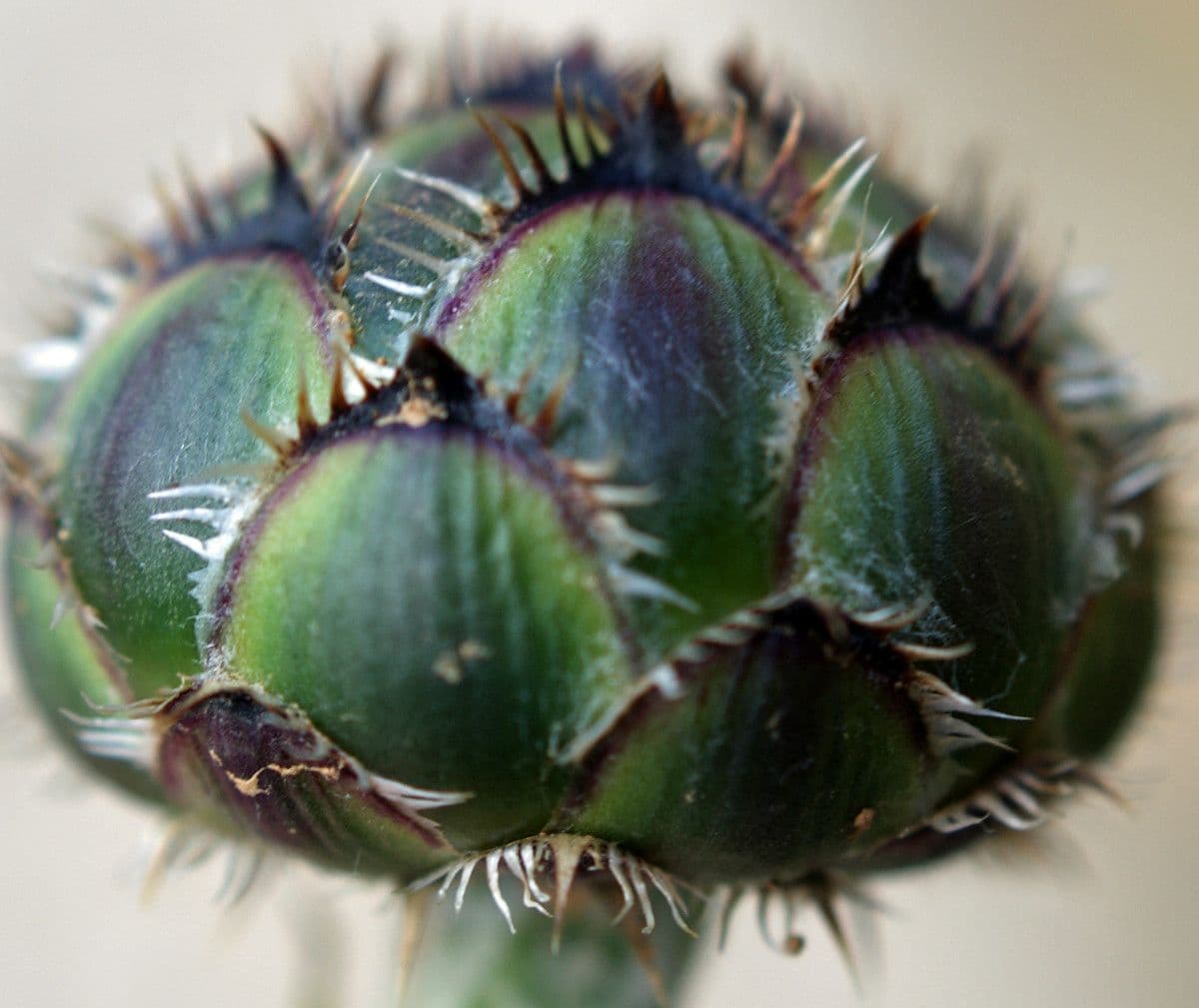 Centaurea 7