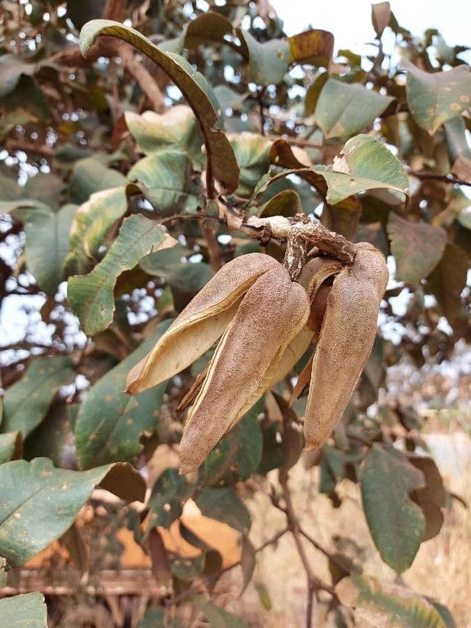 Qualea grandiflora 5