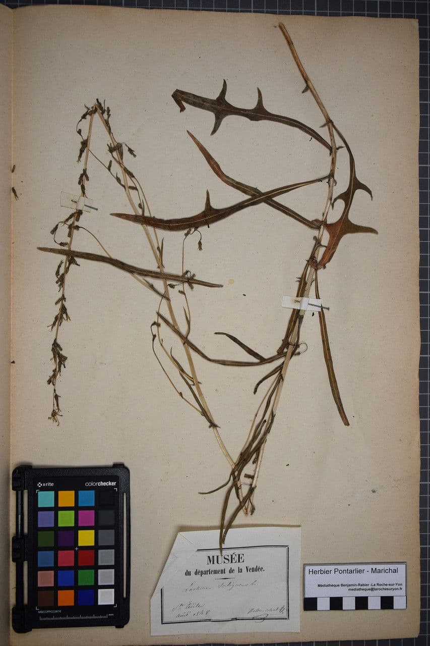 Lactuca saligna 29