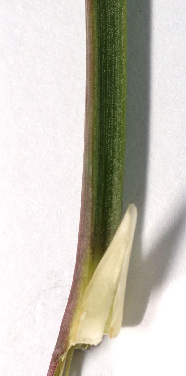 Bařička přímořská 24