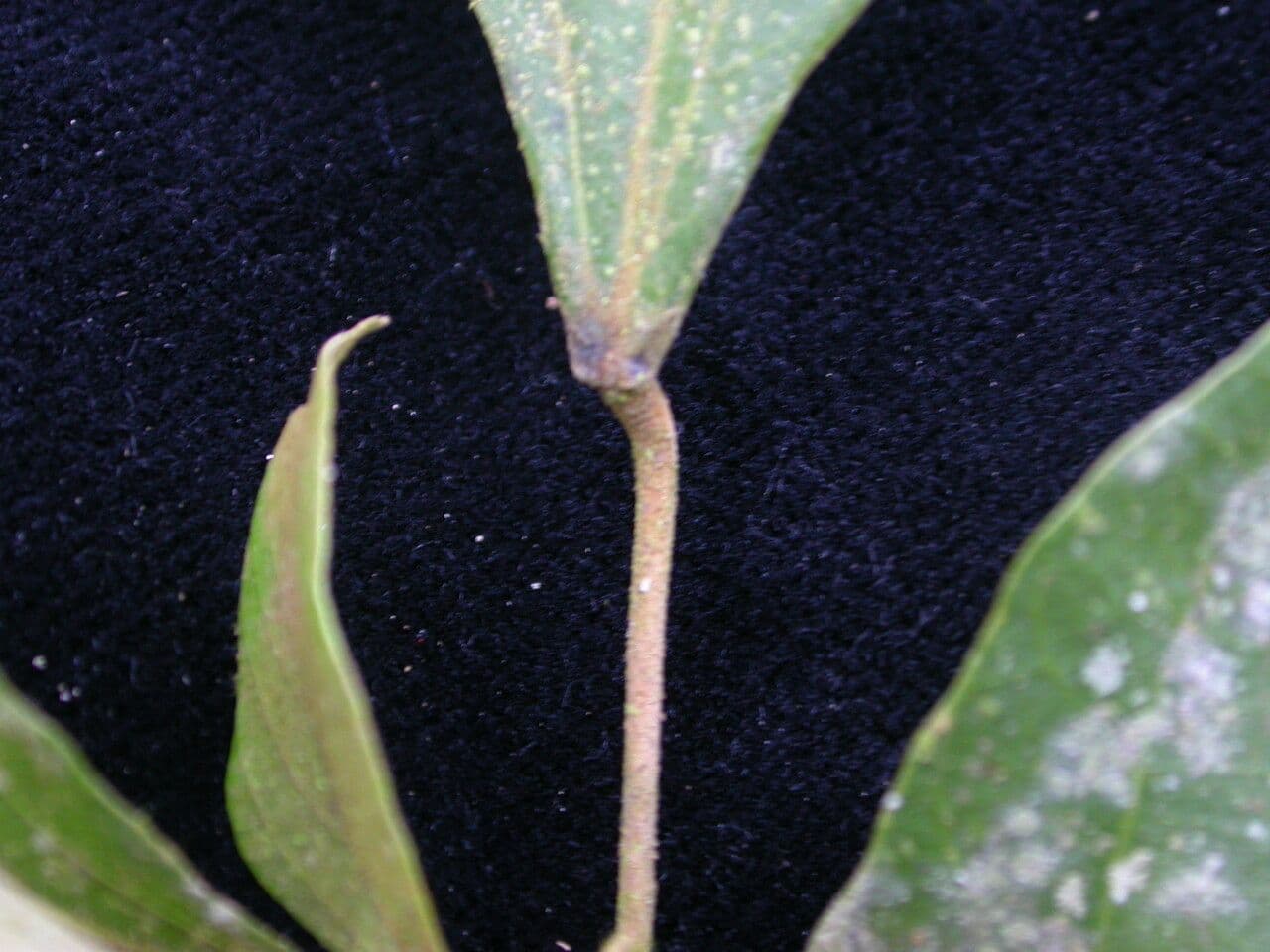 Mallotus philippensis 19