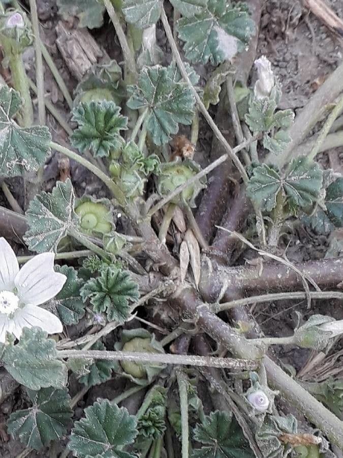 Malva domestica 5
