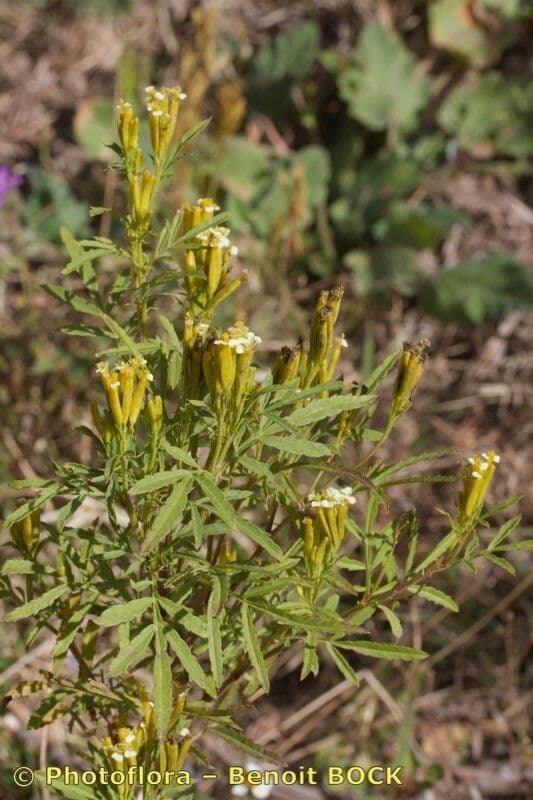 Tagetes minuta 27