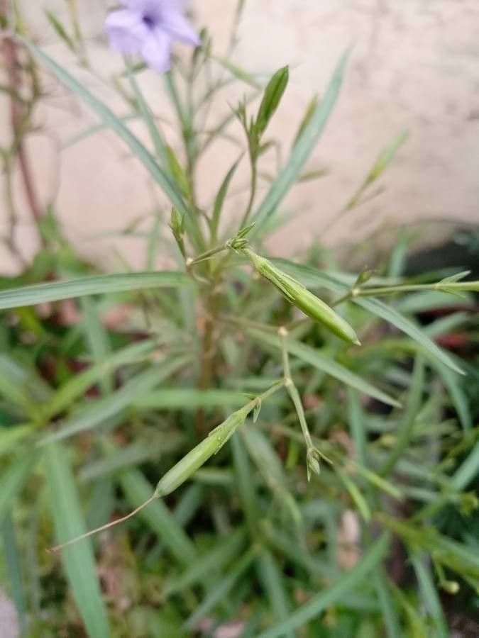 Ruellia simplex 3