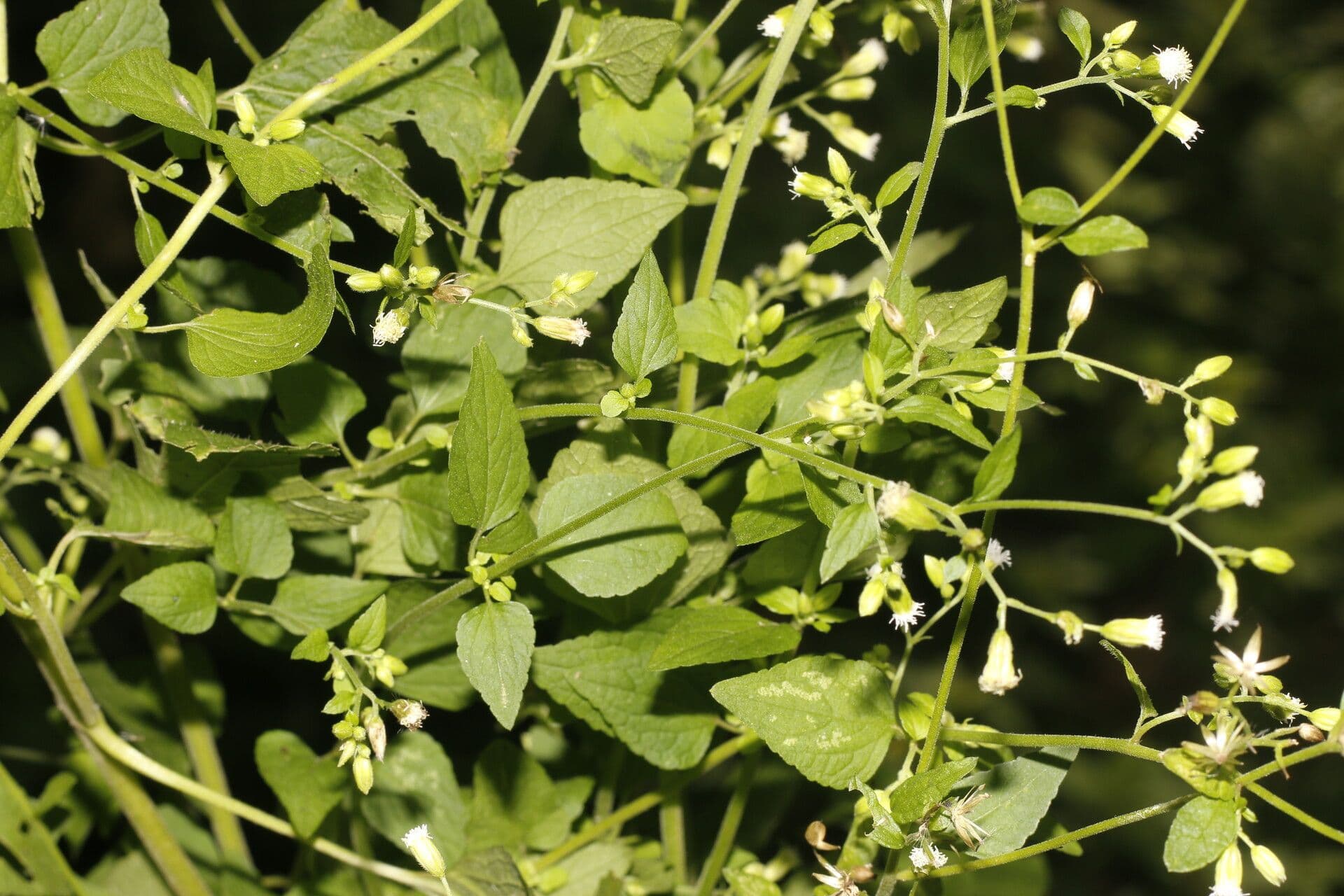 Fleischmannia 3