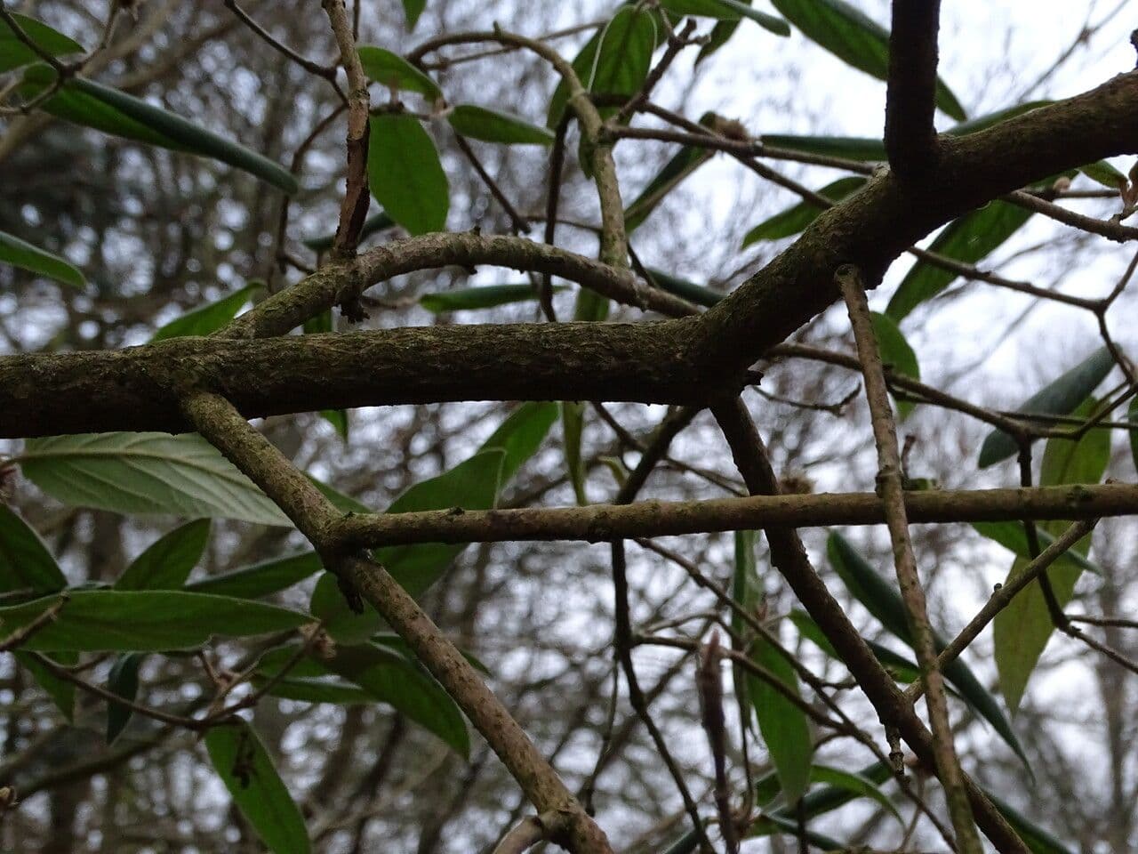 Buddlejaleaf viburnum 12