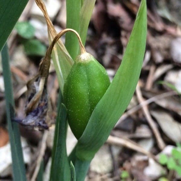 Iris lutescens 4