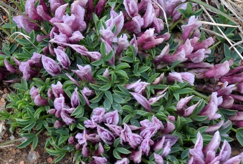 Trifoglio 5