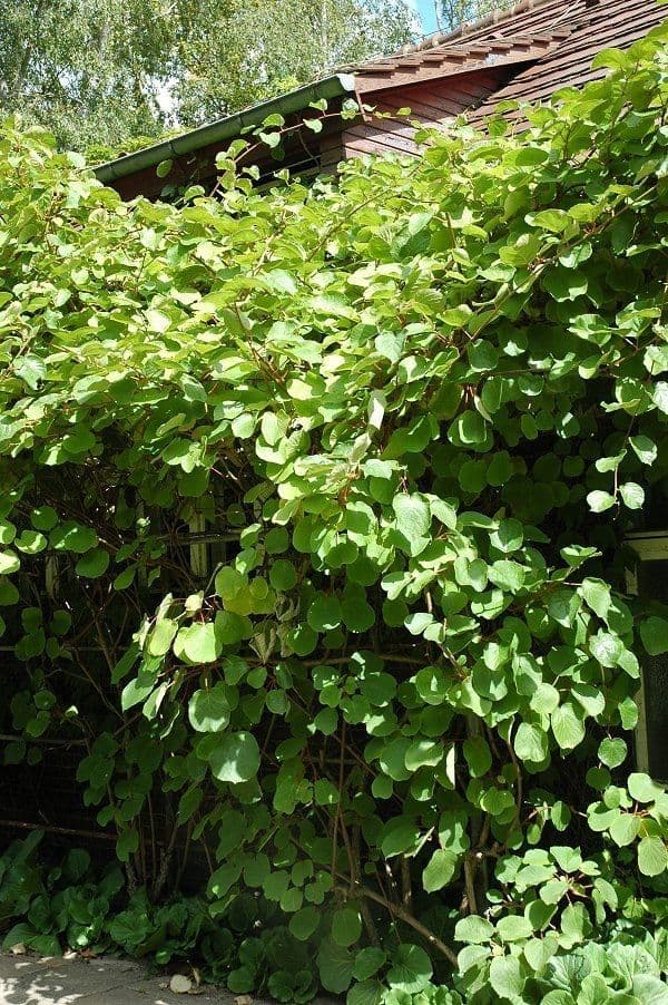 Kiwi dorato 13
