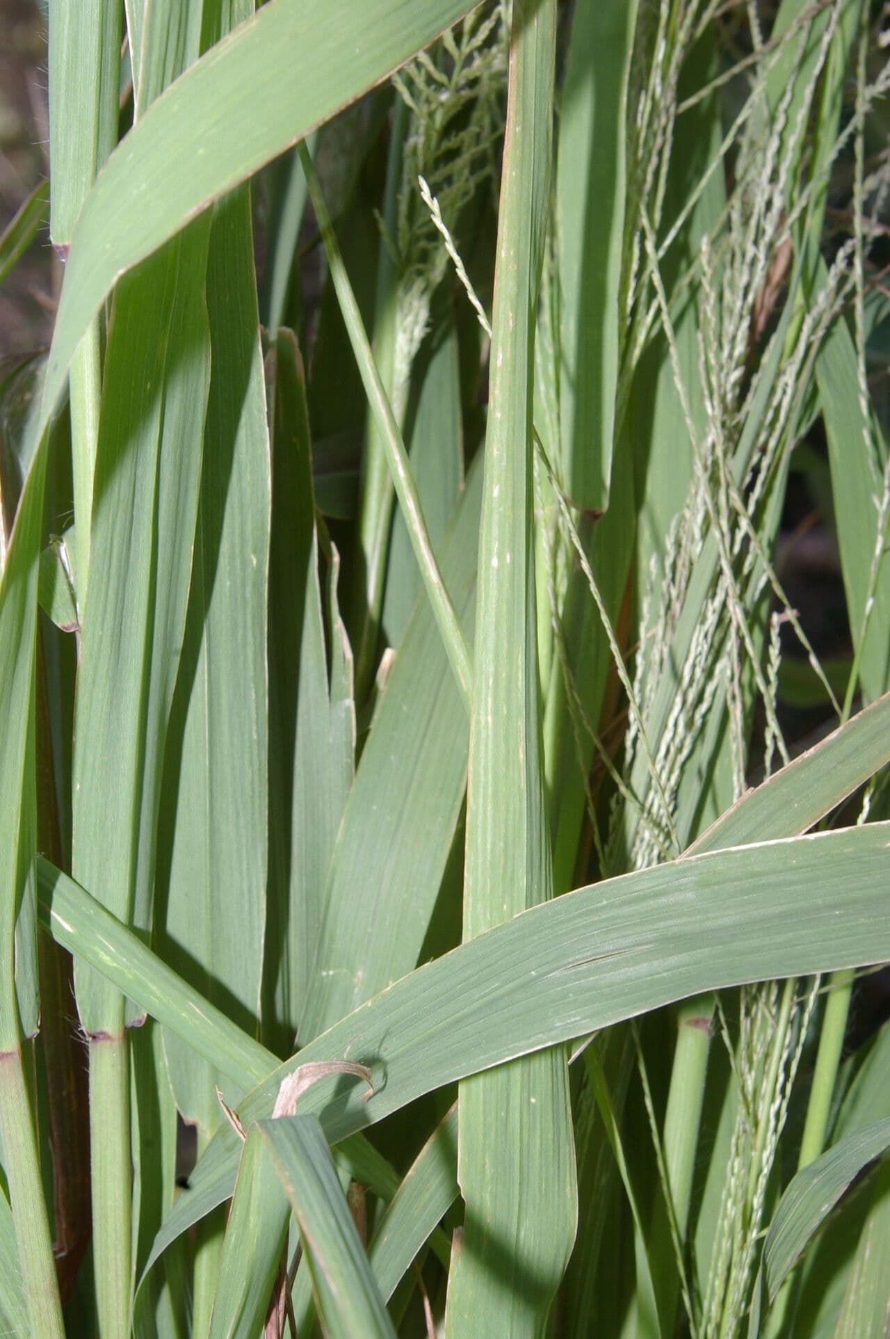 Leptochloa