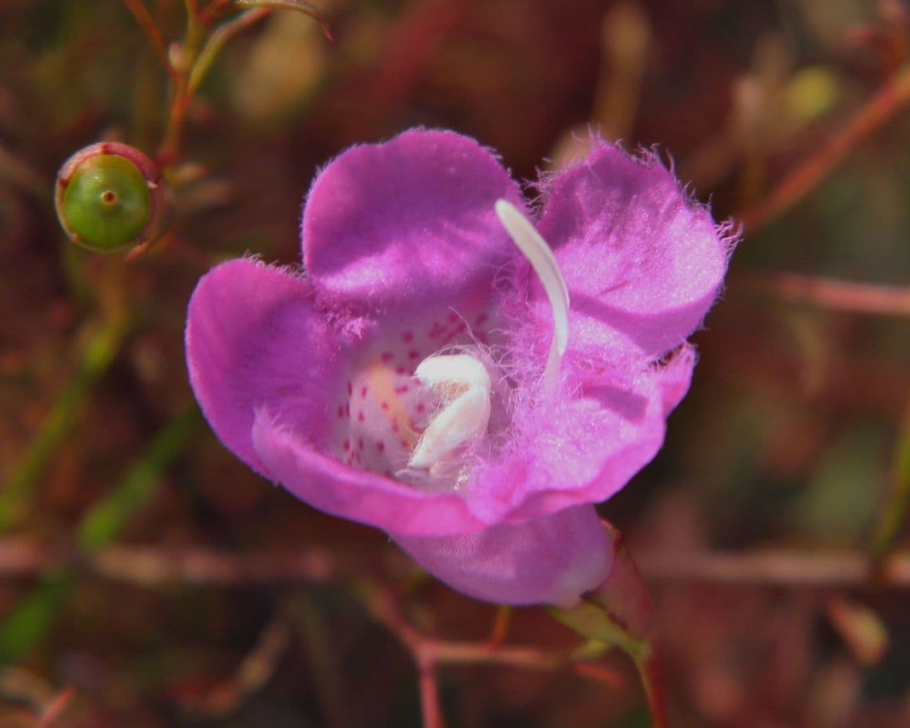 Falsche Fuchsienkraut