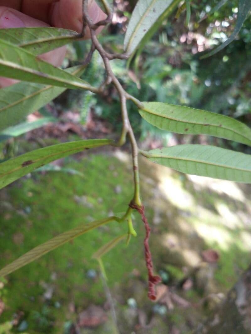 Dipterocarpus 3