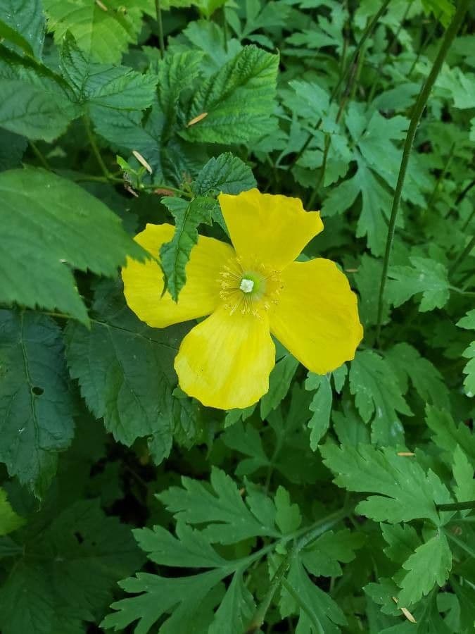 Schölkraut 8