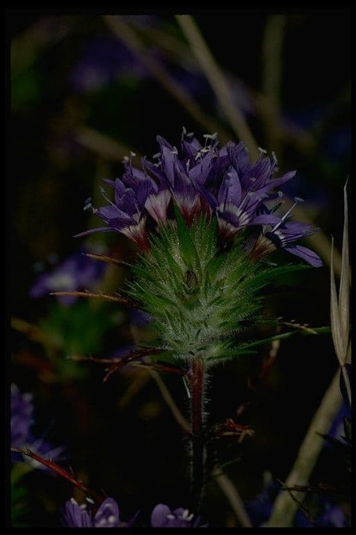 Navarretia 3