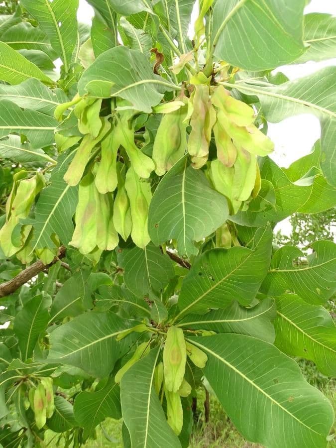 Terminalia 2