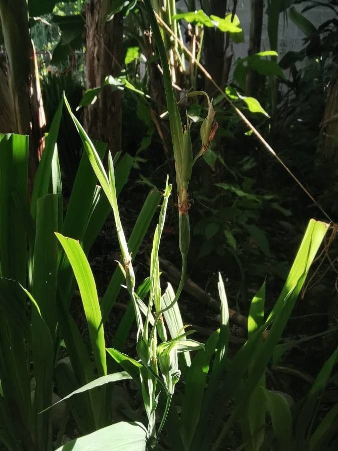 Trimezia martinicense 2