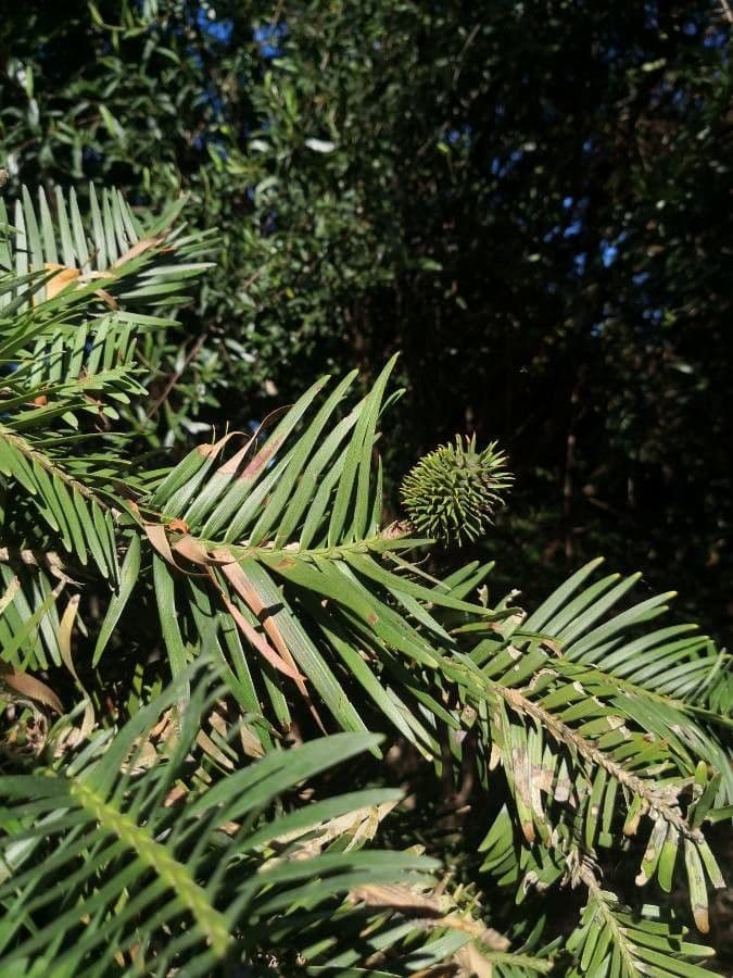 Wollemi 4