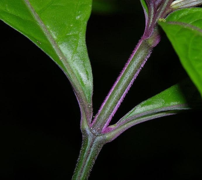 Herpetacanthus 9