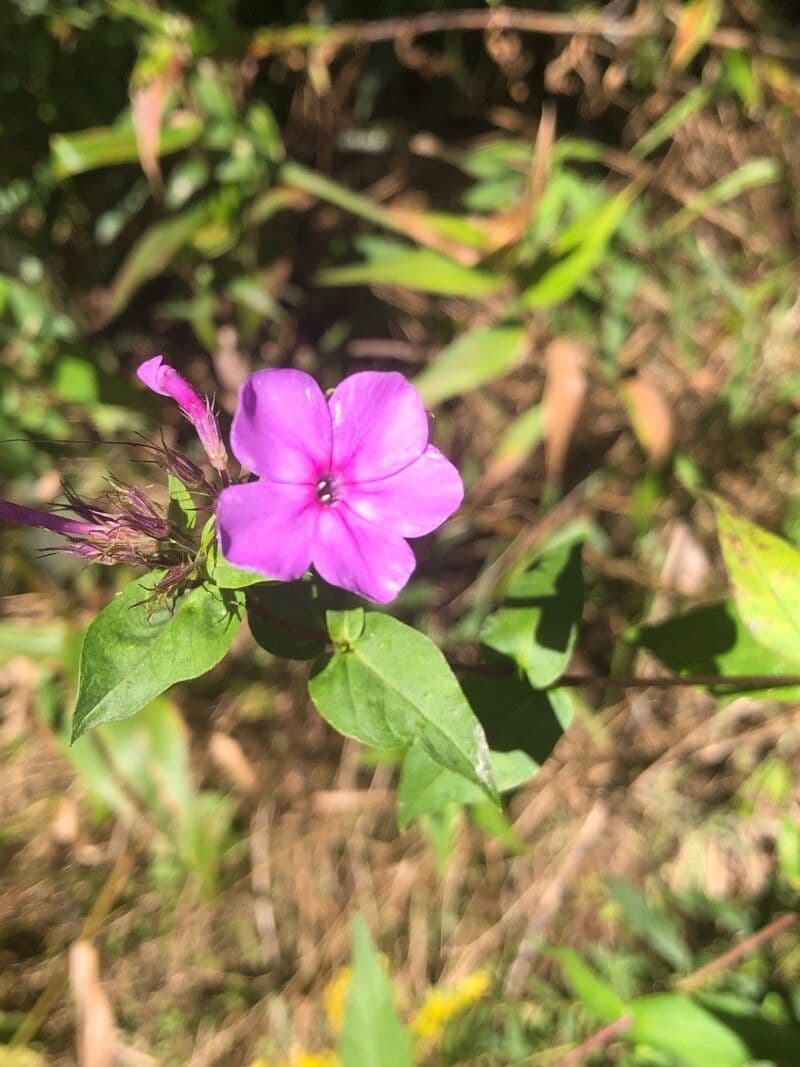 Phlox glabro 4