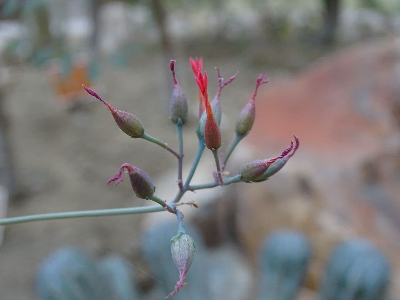 Kalanchoe