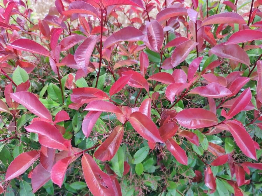 Photinia serrata 16