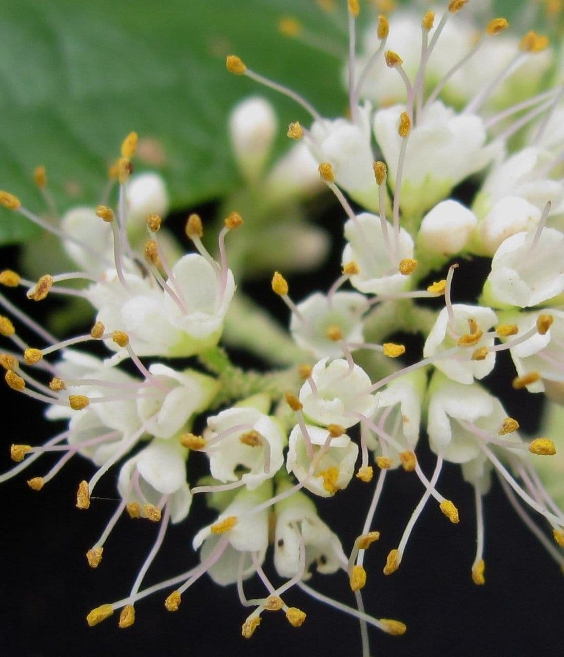 Callicarpa 10
