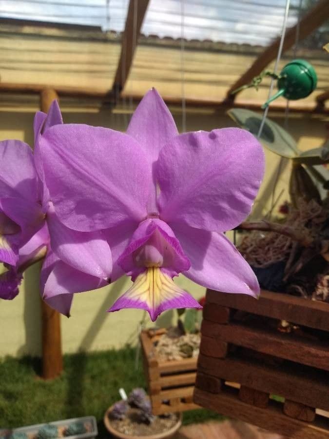 Cattleya 4
