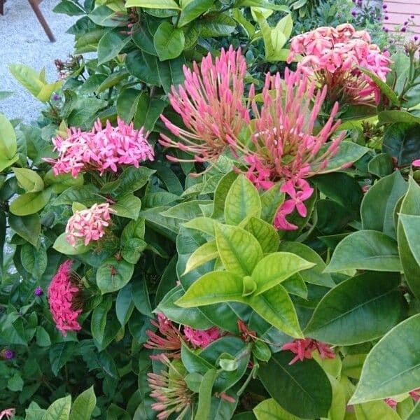 Ixora 26